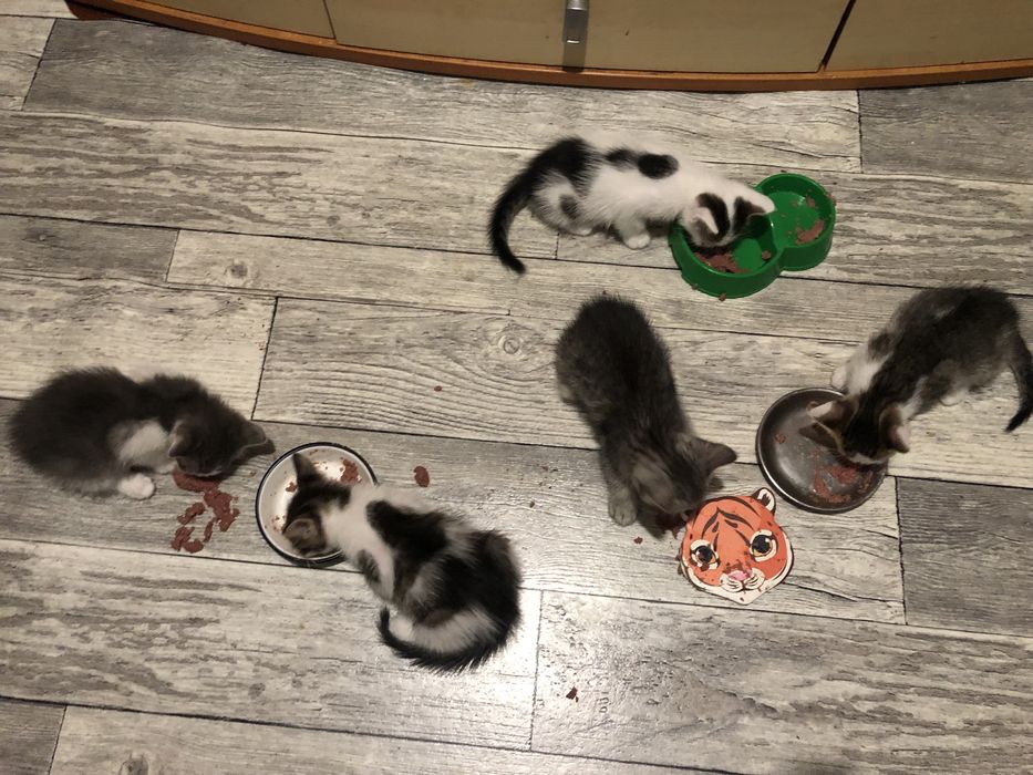 Котик в добрые руки