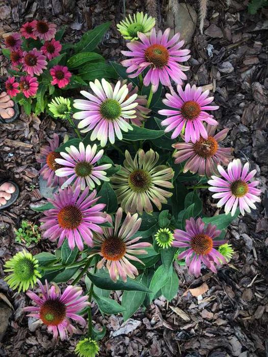 JEŻÓWKA Green Twister Echinacea - sadzonki w doniczkach
