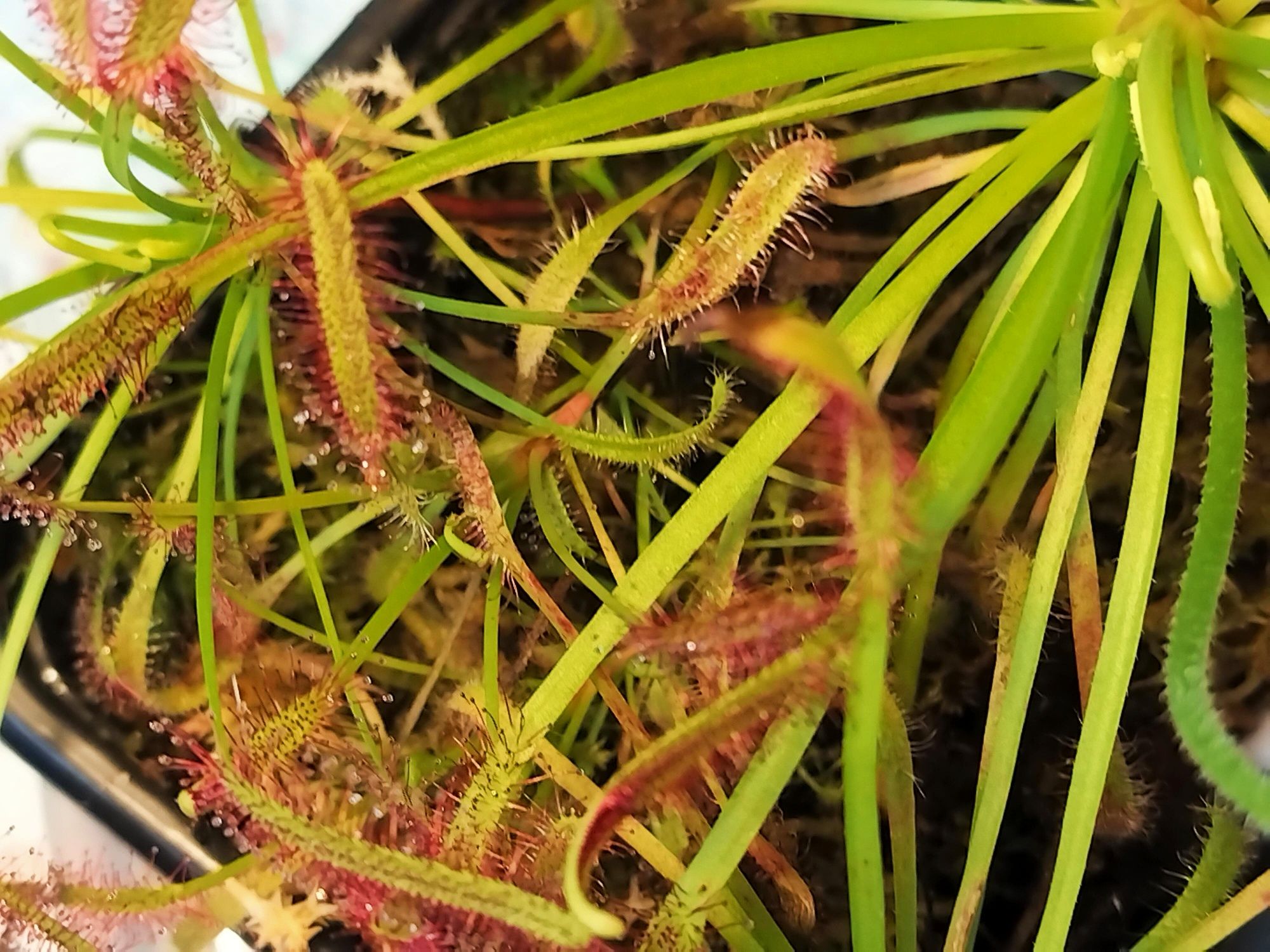 Owadożerna rosiczka na muszki - Drosera Capensis