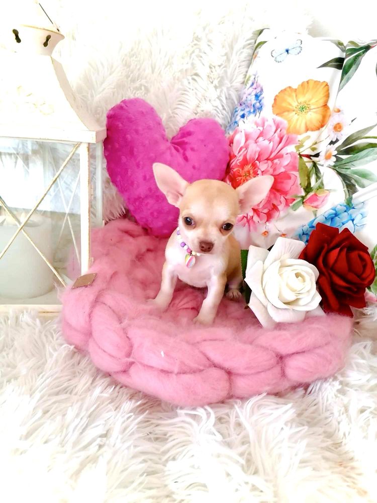Śliczna  biszkoptowa suczka chihuahua