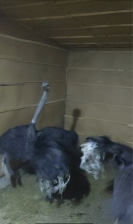 Продам африканських страусів. Самець і самка. Вік 1 рік
