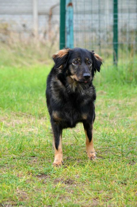 młodziutka śliczna sunia do adopcji