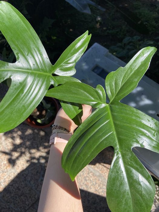 Philodendron Florida Ghost corte 5