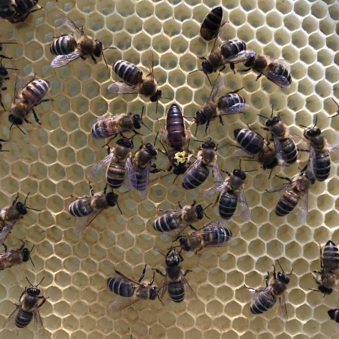 Rodziny pszczele i odkłady