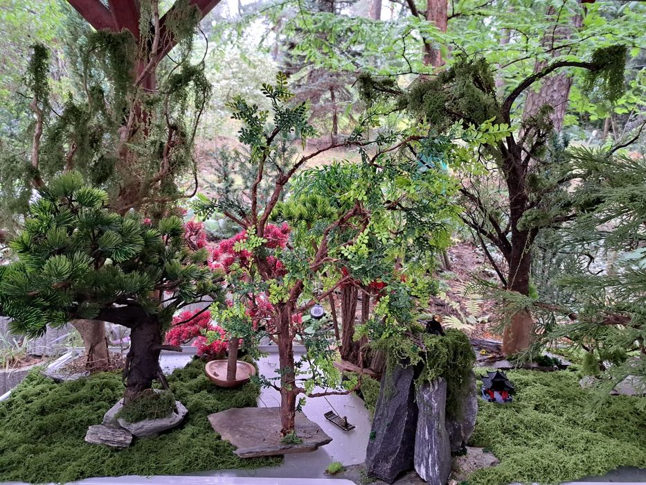 Bonsai który wyglądem broni się sam .