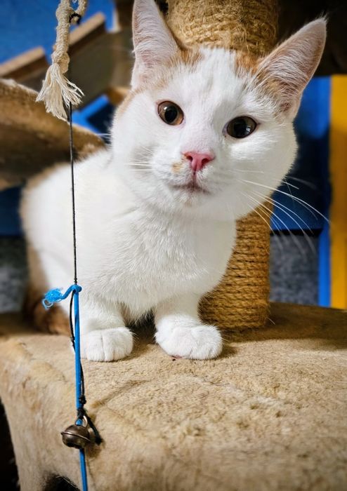 Kotek Zulu czeka pilnie na dom