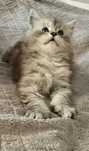 Maine Coon do hodowli