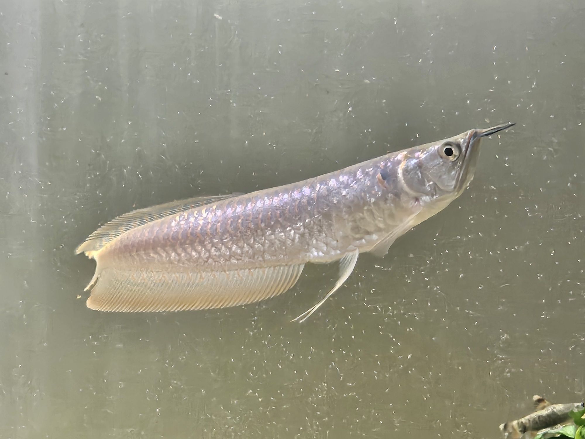 Arowana srebrna sprzedam