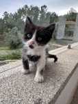 Gatinho para adoção responsável