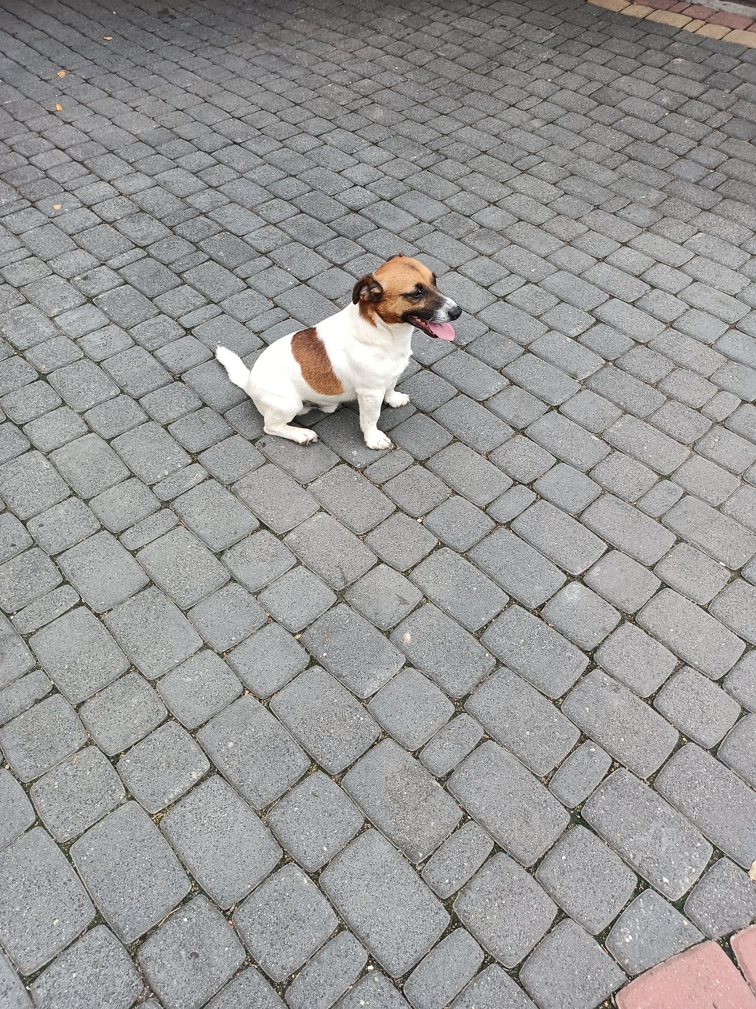 Jack Russell Terrier