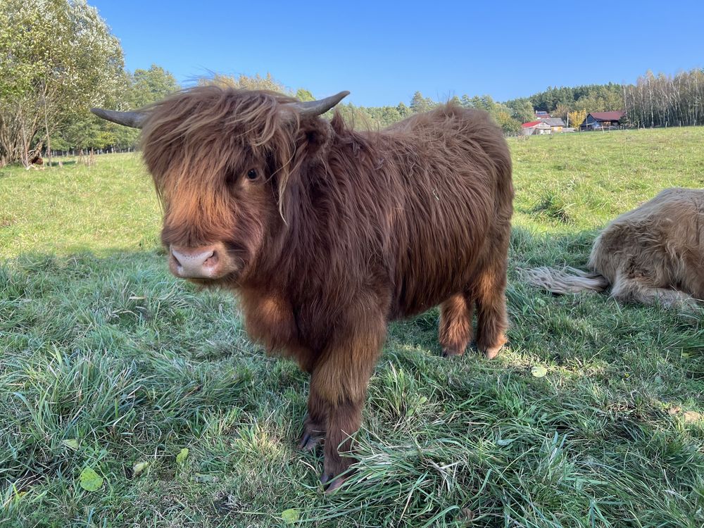 Bydło Szkockie Highland Cattle