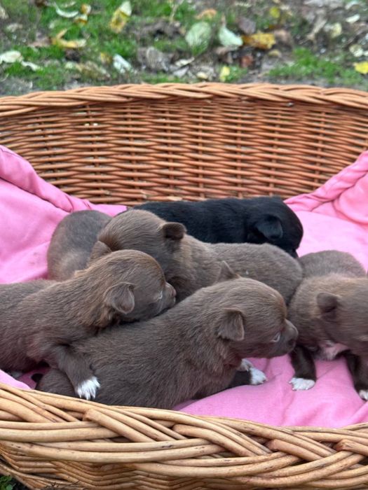 Щеночки —будут до 6-7 кг