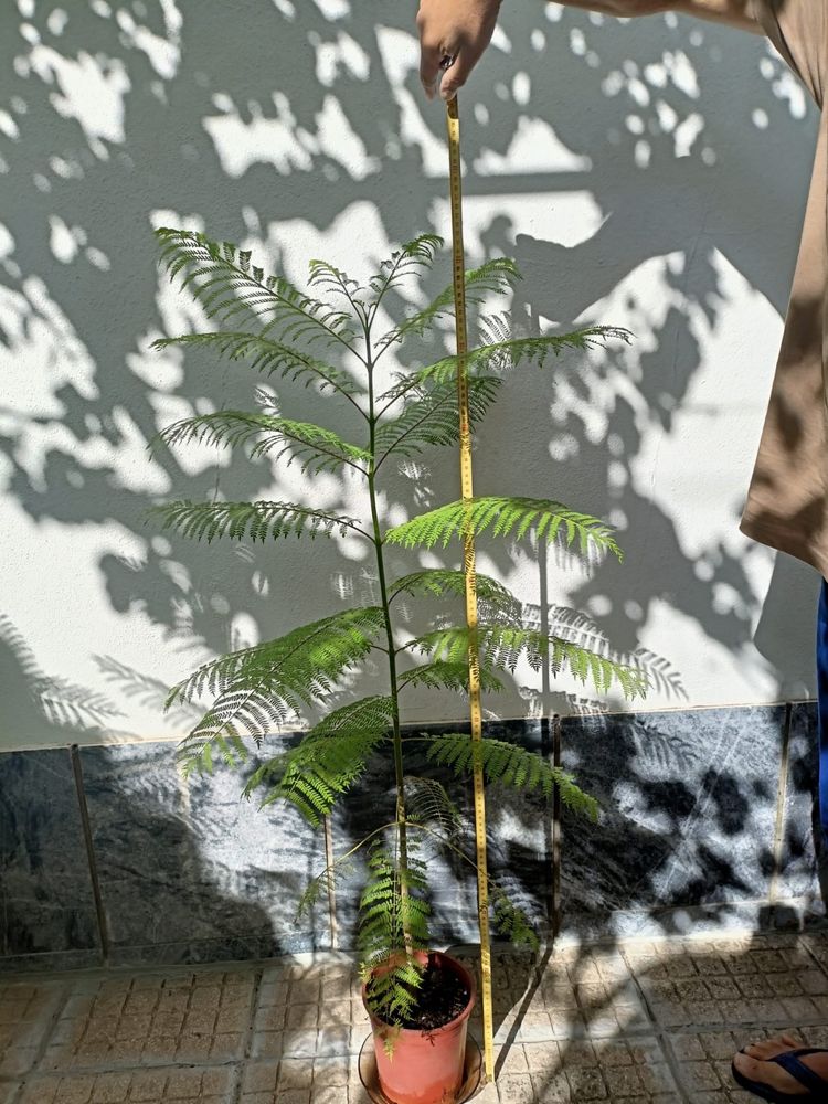 Jacarandas em vaso
