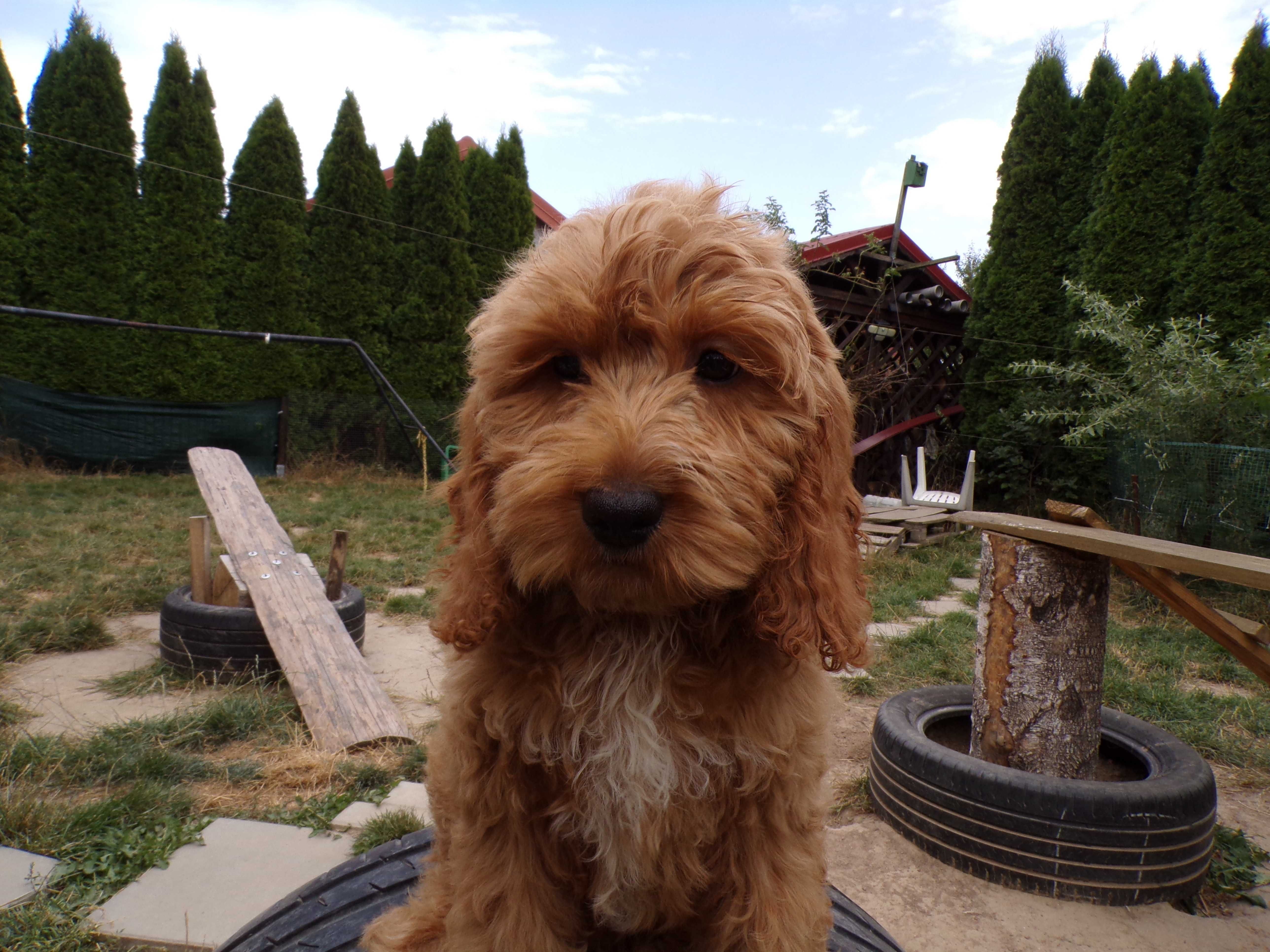 Cockapoo F1 , słodka, maleńka sunia karmelowa z białym