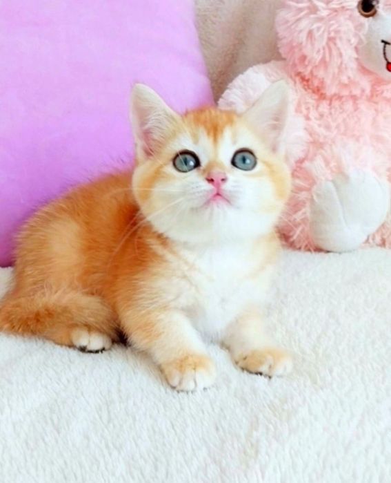 Шотландська красунечка кицюнечка