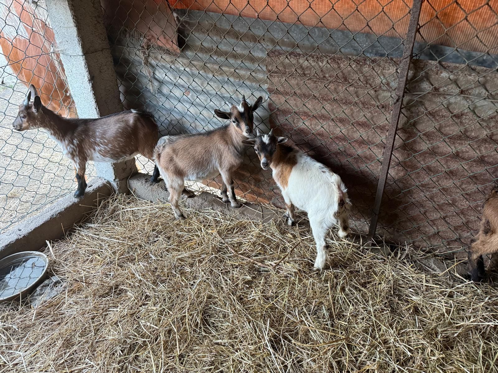 Cabras anãs 4 meses macho