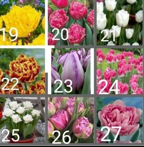 Пропоную цибулини тюльпанів.