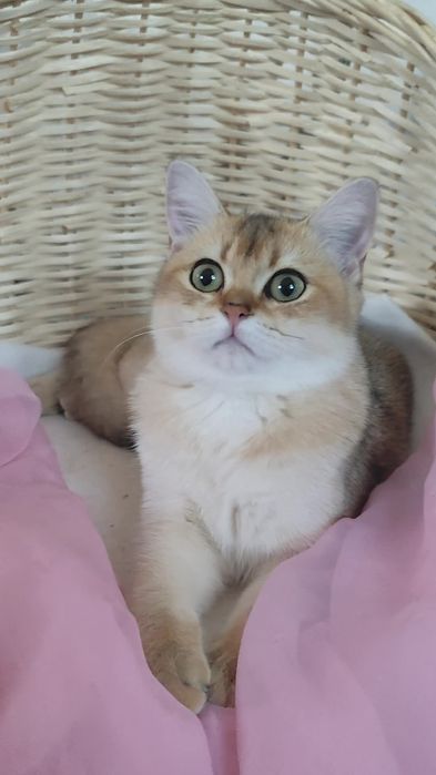 Прямоухие шикарные котята золотая шиншилла мальчик девочка