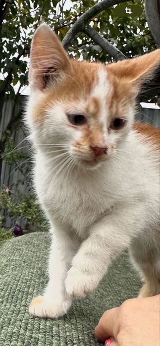 Котик,киця,кошеня