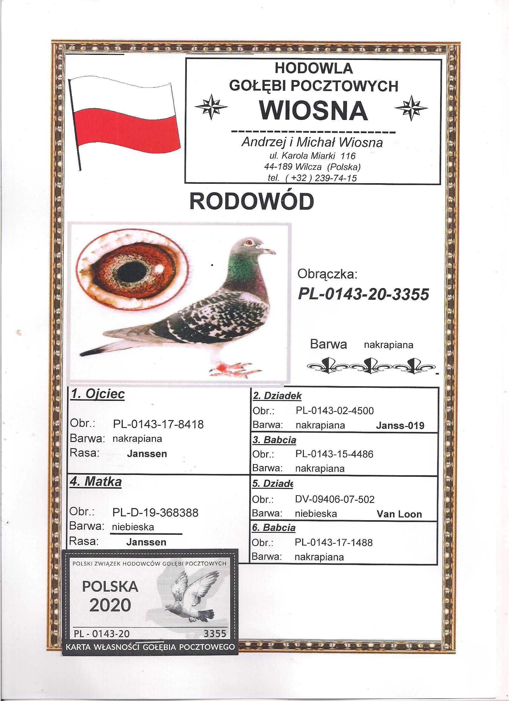 Młode para nr73 A.M Wiosna Inbred 4500 Janssen gołąb gołębie pocztowe