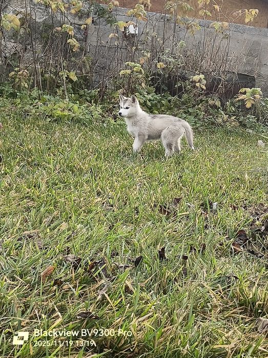 Подаруємо цуциків хаскі..на Святого Миколая))
