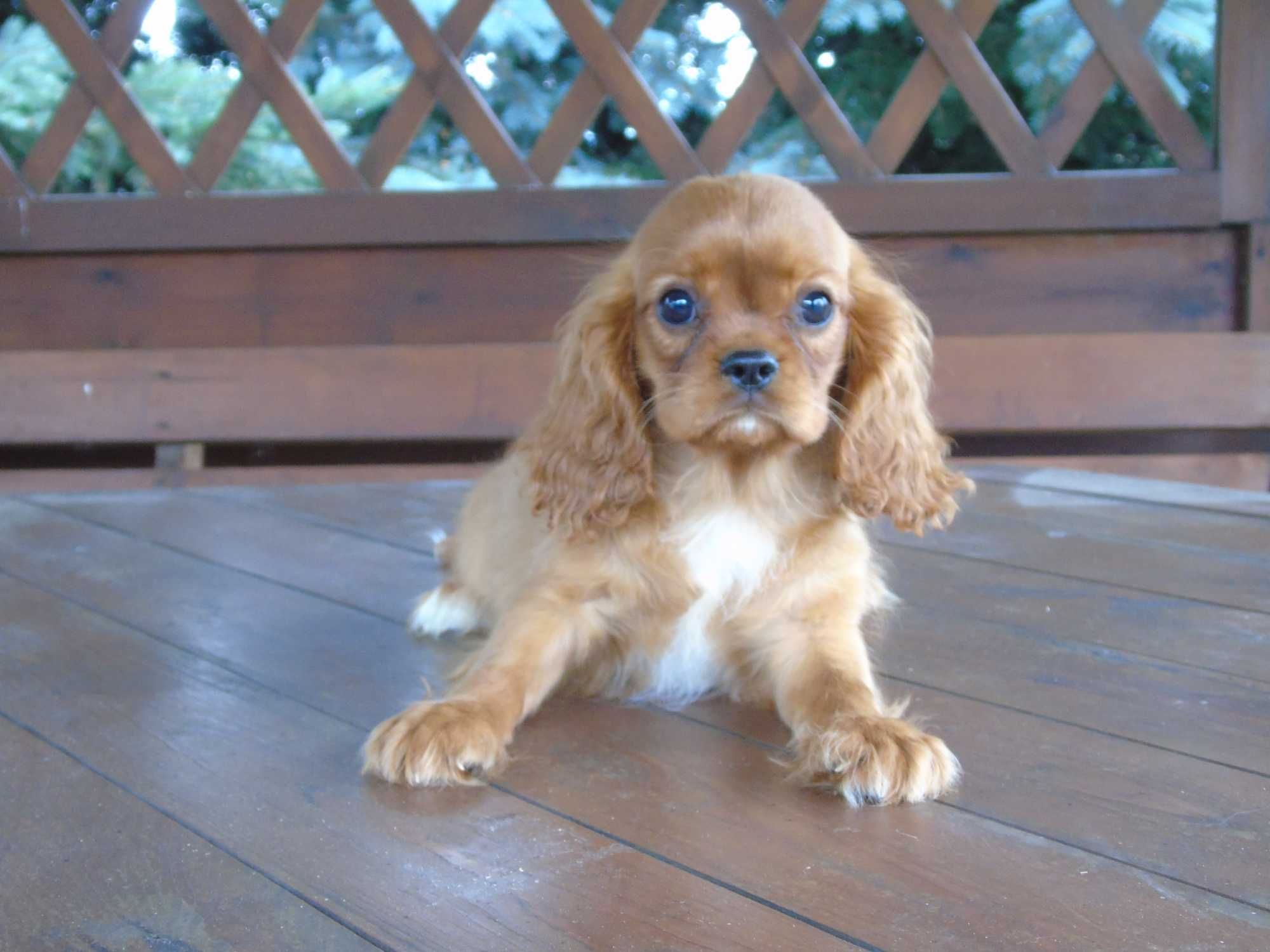 Cavalier King Charles Spaniel chłopiec