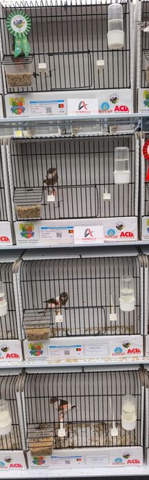 Canários arlequim português