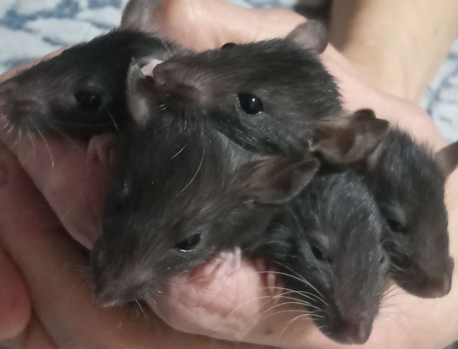 Ручні ірландські щурики