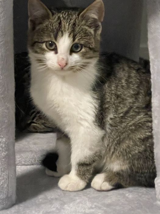 Sliczne male kotki do adopcji w Bydgoszczy i okolicach