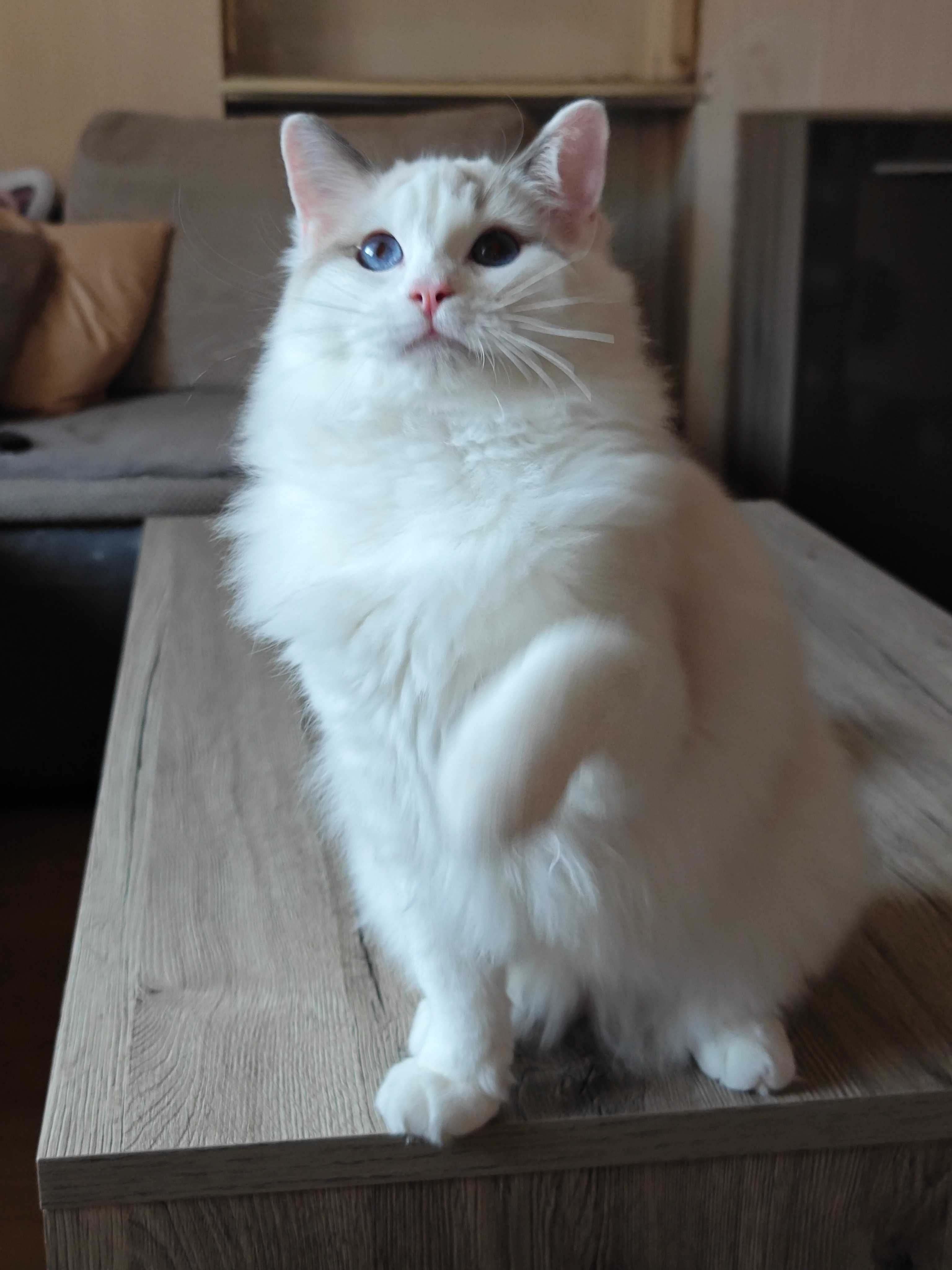 Ragdoll_ 7msc  _Max Rufaro*PL