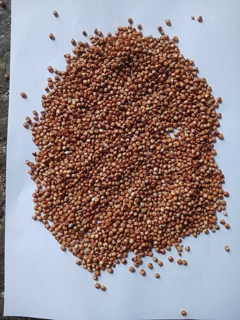 sorgo czerwone 15 T 1100/T