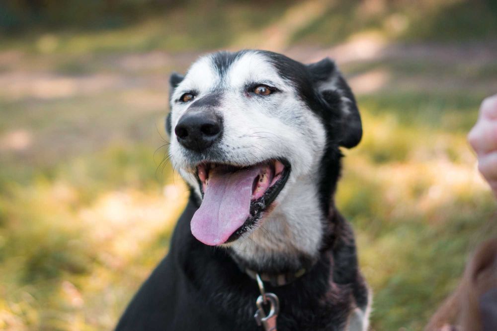 8 letnia Mona do adopcji!