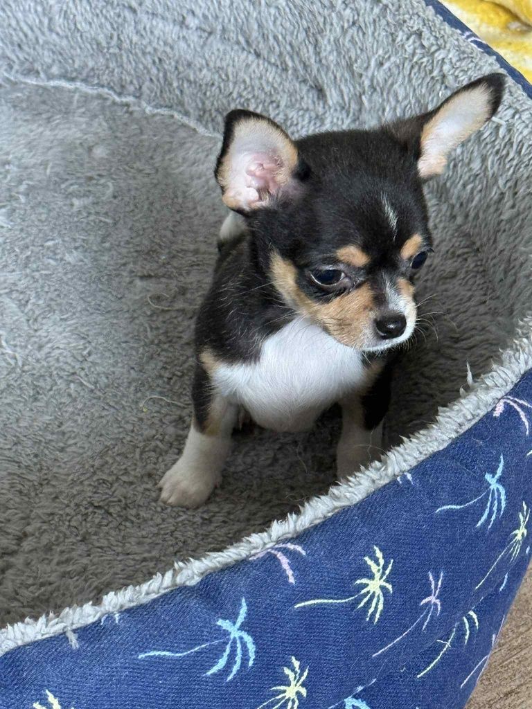 Piesek Chihuahua
