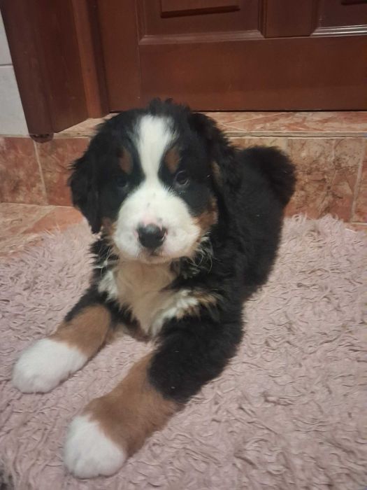 Berneński Pies Pasterski