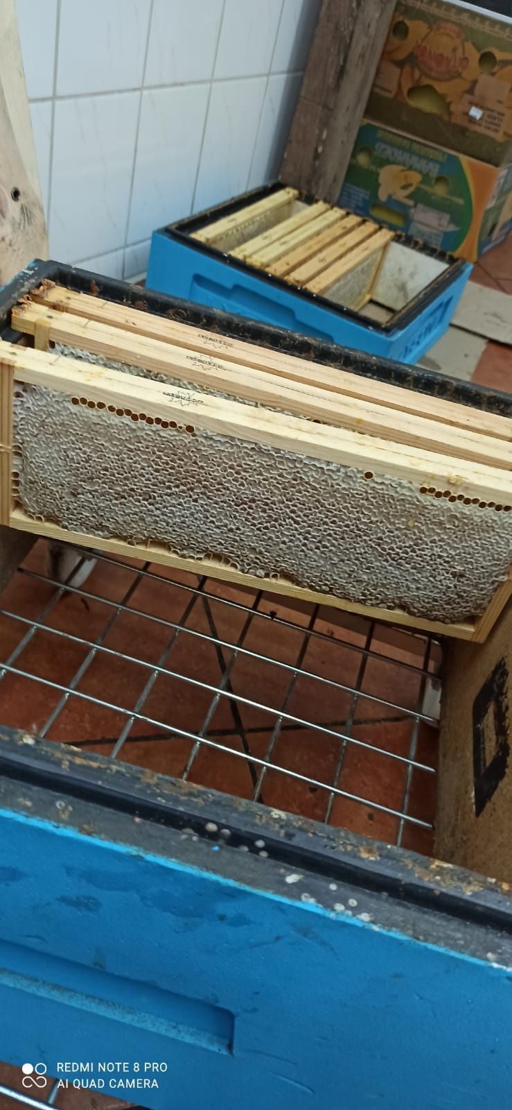 Miód wielokwiatowy z własnej pasieki