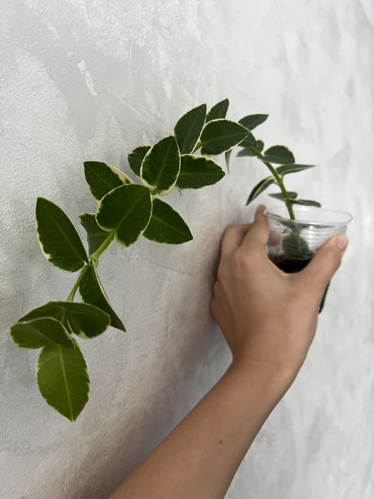 Хойя Cumingiana alba камінджиана альба