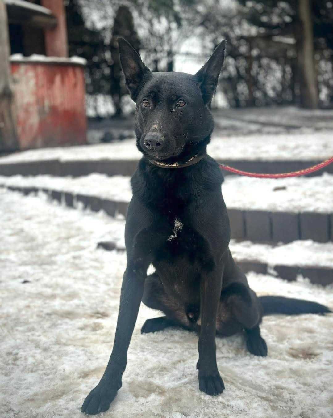 Zuko czeka na dom!