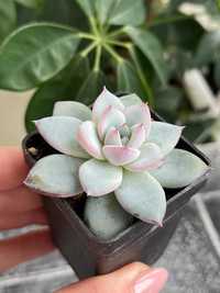 Echeveria Rainbow, Cupid,  Purpusorum та інші