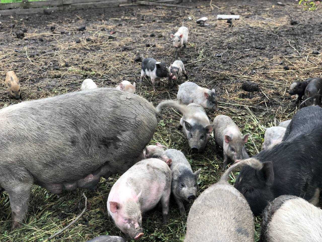 Продам В'єтнамські свині поросята