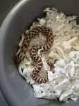 Heterodon zachodni NORMAL het ALBINO