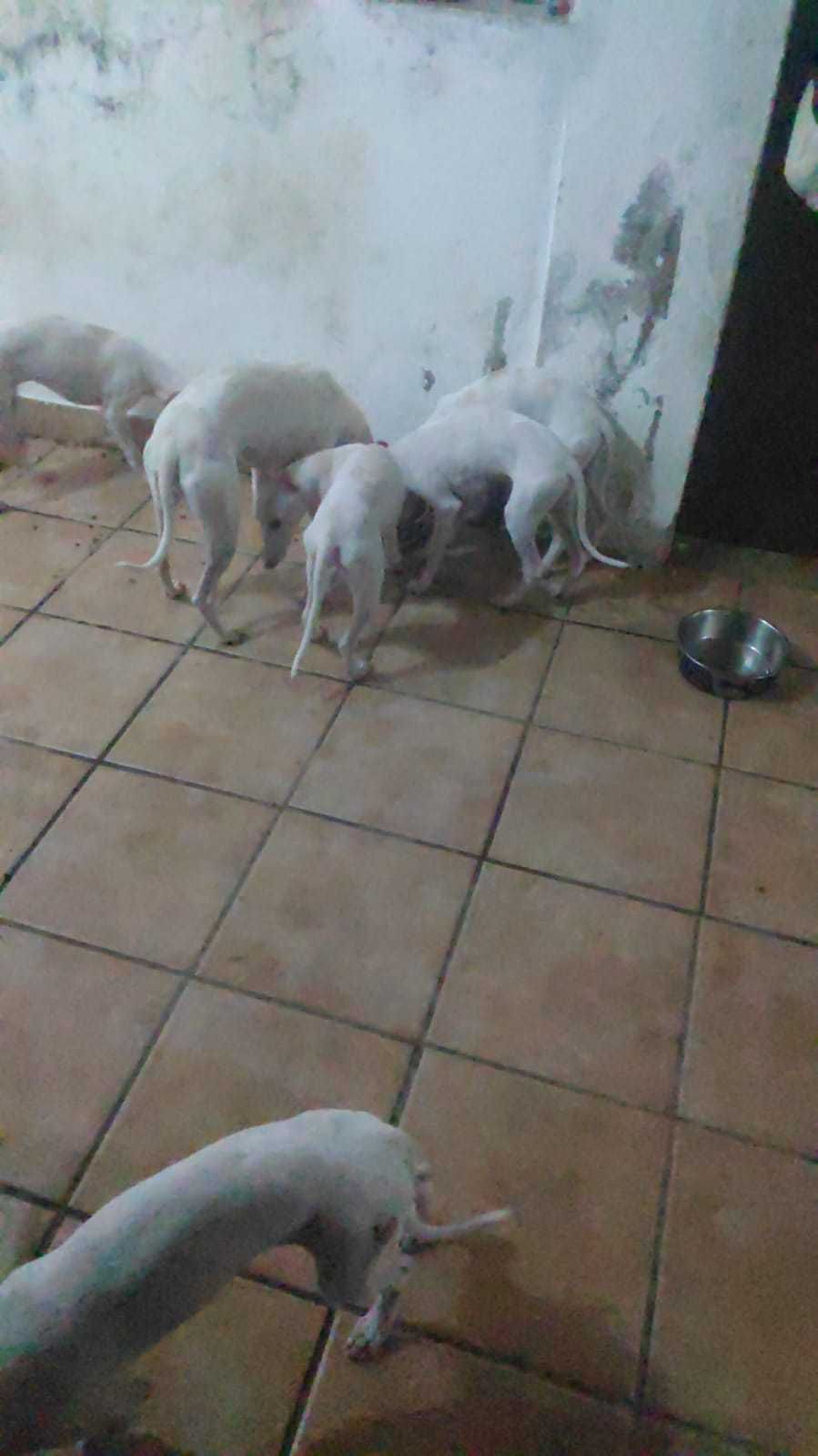 Filhote cachorro 3 meses