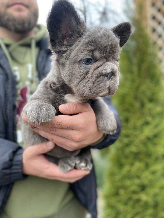 Флаффи французский бульдог мальчик