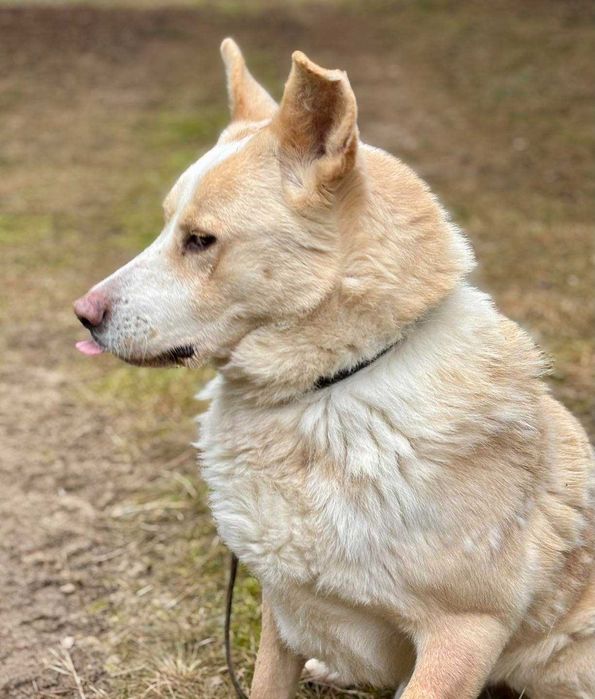 Misiek mix akity i labradora