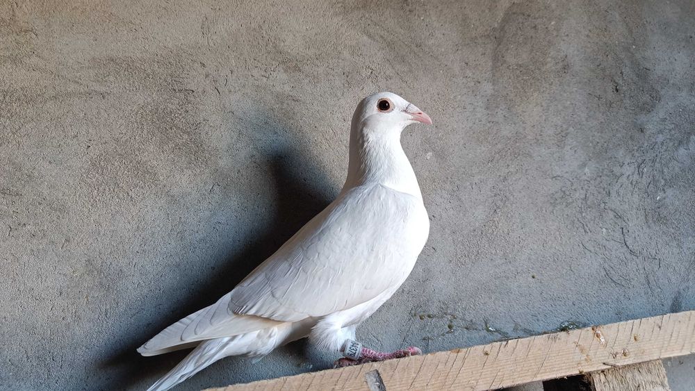 Gołębie Pocztowe! Śnieżnobiała Samica Delbar Hung/Karta Ideał