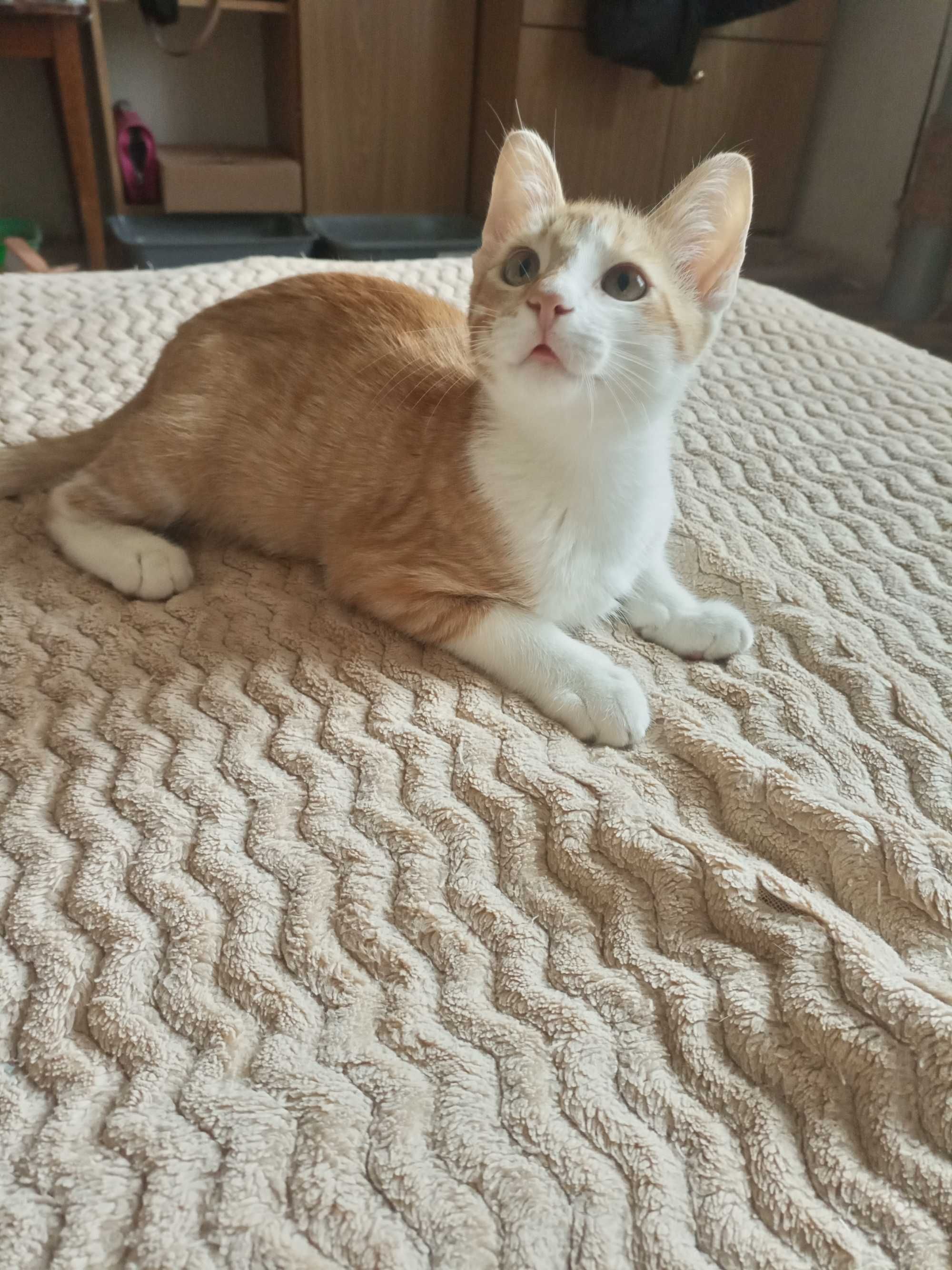 Рудий котик таббі