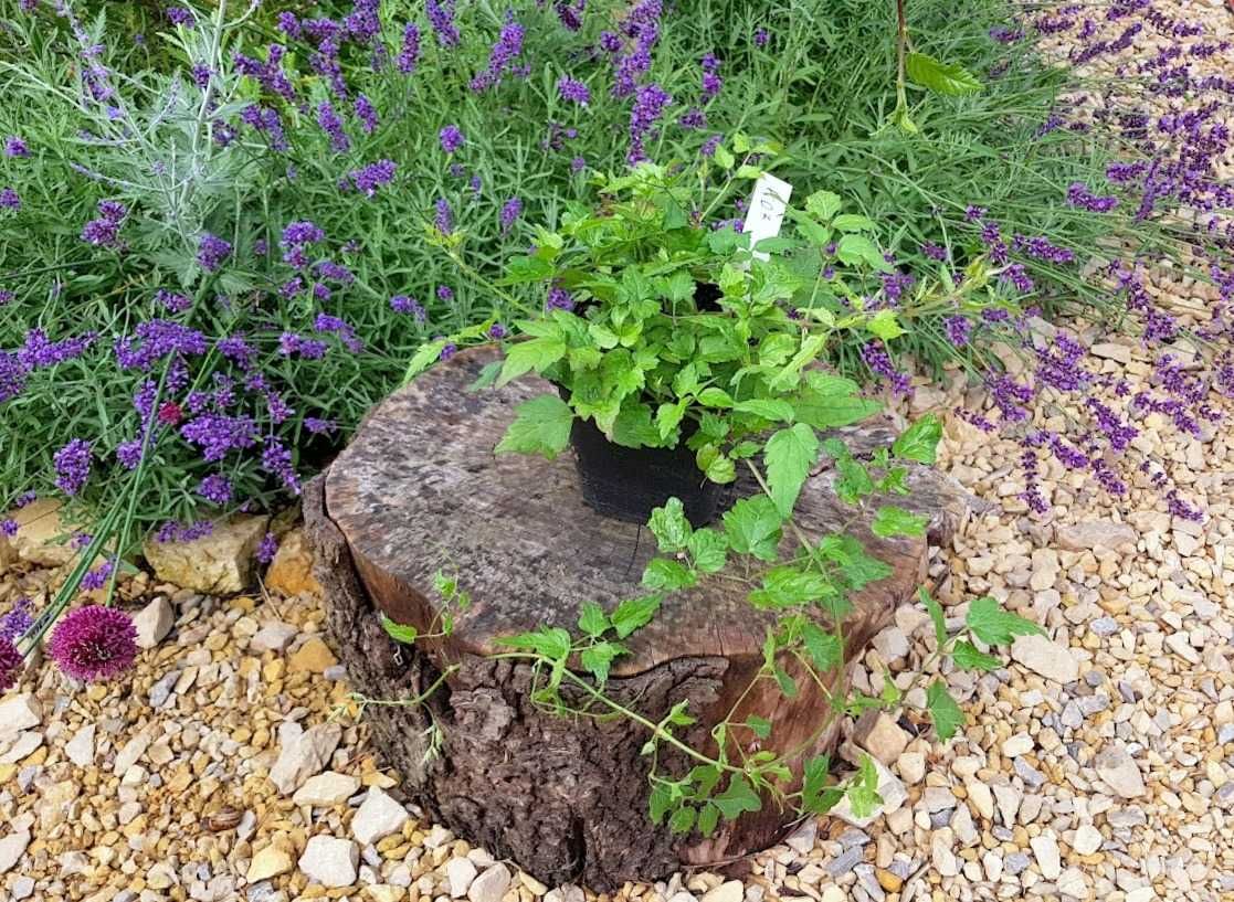 Powojnik bylinowy clematis 1 szt. 1L K07