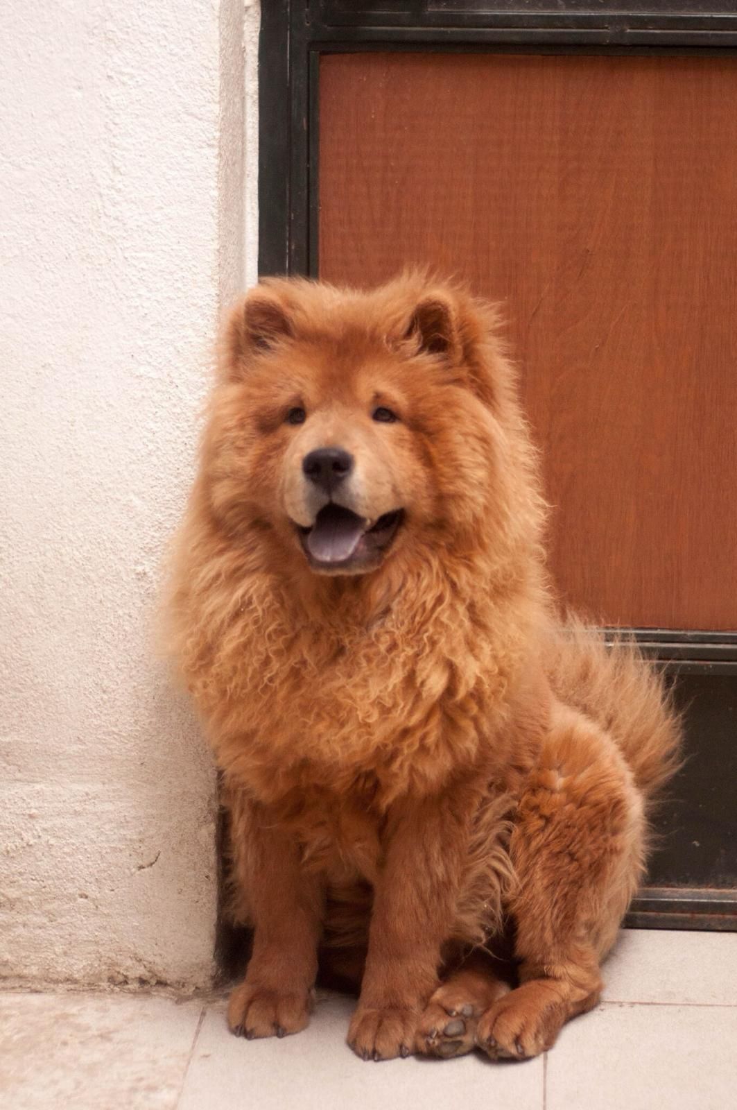 Chow chow um peluche