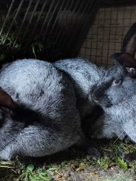 Продам кролі Полтавське срібло самки і самці
