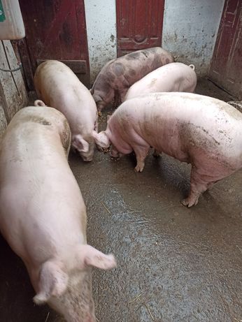 Продам свині великі і малі.