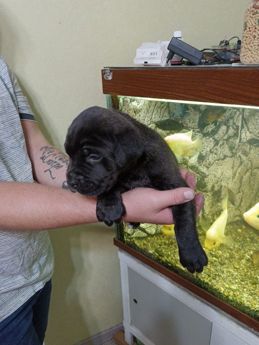 Цуценята Кане Корсо